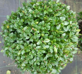 Japanse Hulst